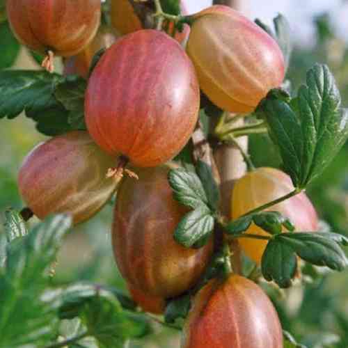 Саджанці агрусу Карат (черенкований) - 2-річний Чернівці