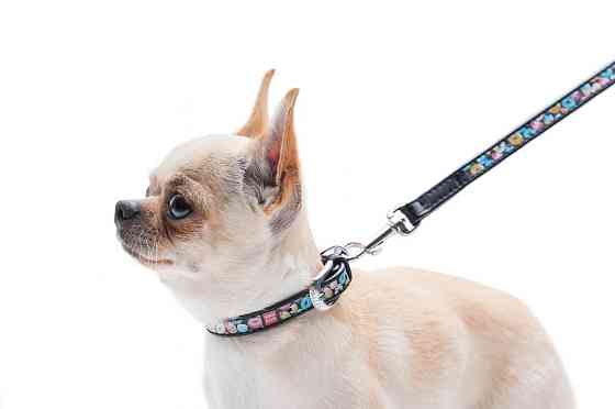 Нашийник для собак шкіряний WAUDOG Design з QR паспортом, малюнок "Пончики", Ш 12 мм, Д 18-24 см, чорний Вінниця