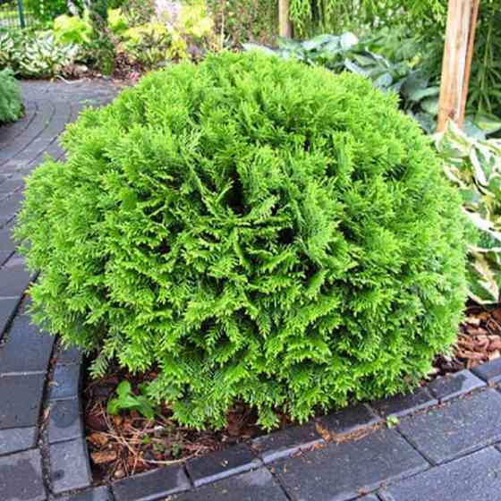 Саджанці західної туї Даніка Чернівці