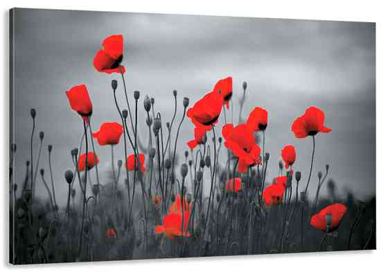 Картина холст в гостиную / спальню  Поле Маків     MLP_164 40x80 см Киев