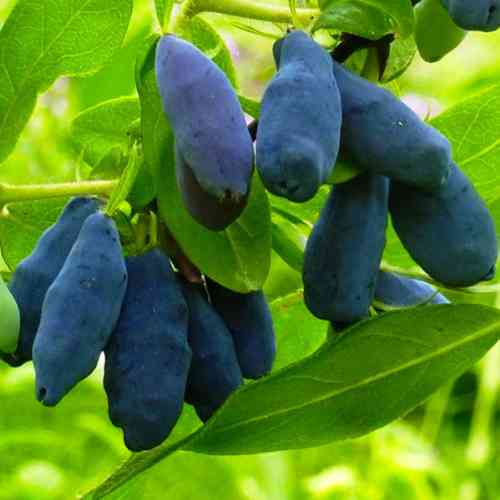 Саженцы жимолости Виола (черенкованный) - 2-летний Черновцы