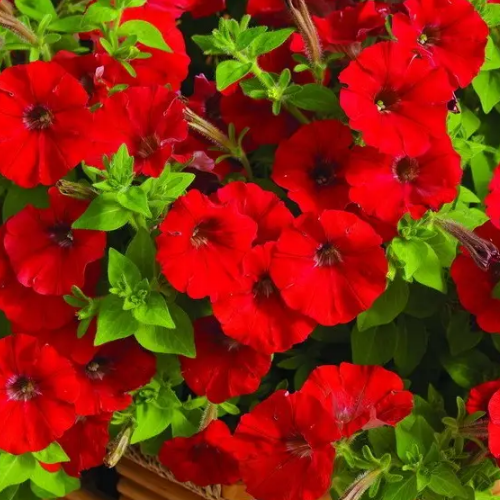 Петунія грандіфлора Лавина F1 ампельна червона 10шт Професійне насіння Житомир - изображение 3