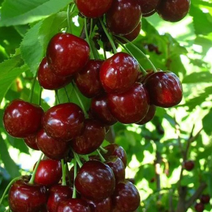 Саджанці черешні Апрелька (привитий) - 1-річний Чернівці - фото 1