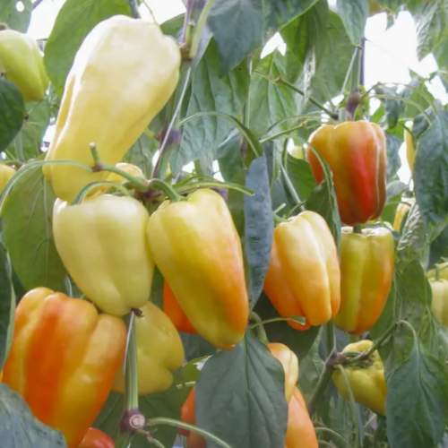 Перець Барбі F1 помаранчевий 8шт Професійне насіння Житомир - изображение 3