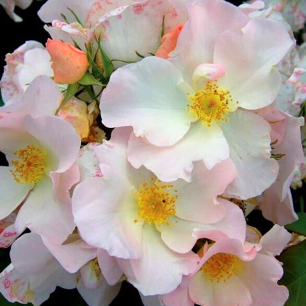 Саджанці паркових троянд Саллі Холмс (привитий) Чернівці - фото 2