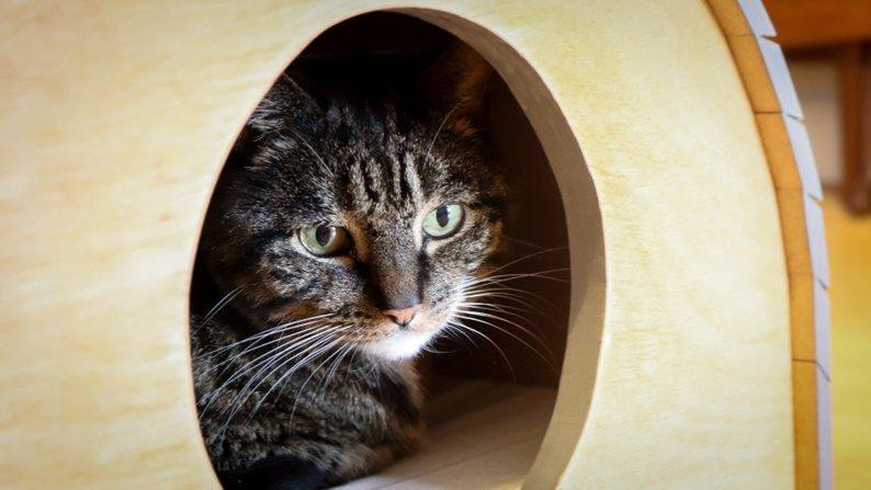 Домик для кошки 