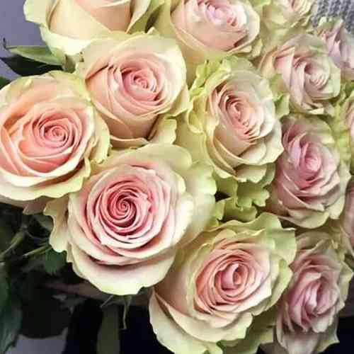 Саженцы роз Фрутэтто (привитый) - 2-летний Черновцы