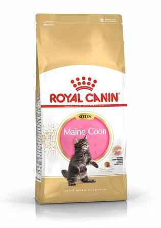 Royal Canin Maine Coon Kitten (Роял Канин Киттен мейн кун) сухой корм для котят 2 кг. Запорожье