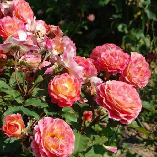 Саджанці троянд Мішель Бедросьян (привитий) - 2-річний Чернівці