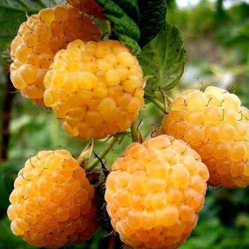 Саджанці малини Злата Єсеніна (черенкований) - 1-річний Чернівці