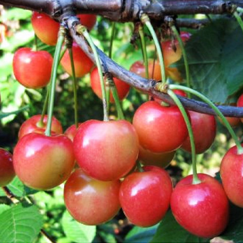 Саджанці черешні Фатеж (привитий) - 2-річний Чернівці - фото 2