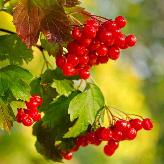 Саженцы калины Мария (черенкованный) - 2-летний Черновцы