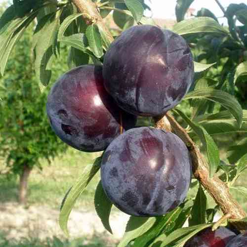 Саженцы диплоидной сливы Квин Виктория (привитый) - 1-летний Черновцы