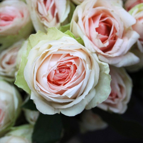 Саджанці троянд Галина (привитий) - 2-річний Чернівці - фото 1