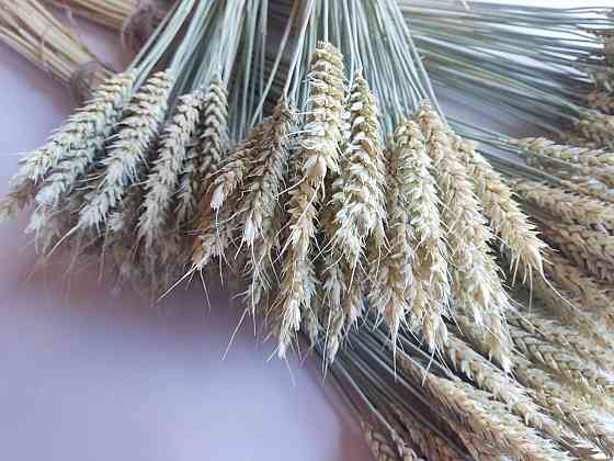 Колоски безостої пшениці 9-11 см Днепр