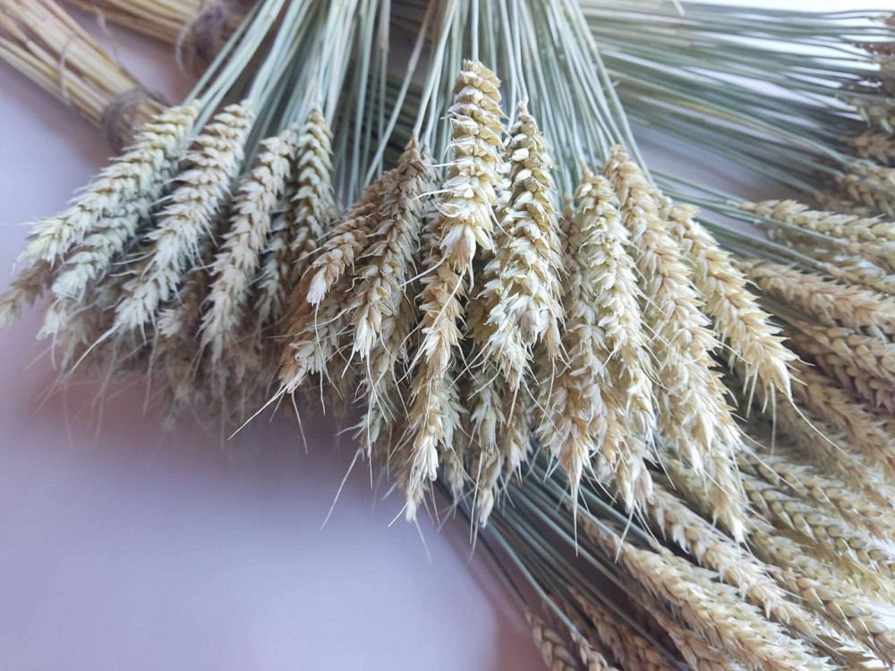 Колоски безостої пшениці 9-11 см Днепр - изображение 1