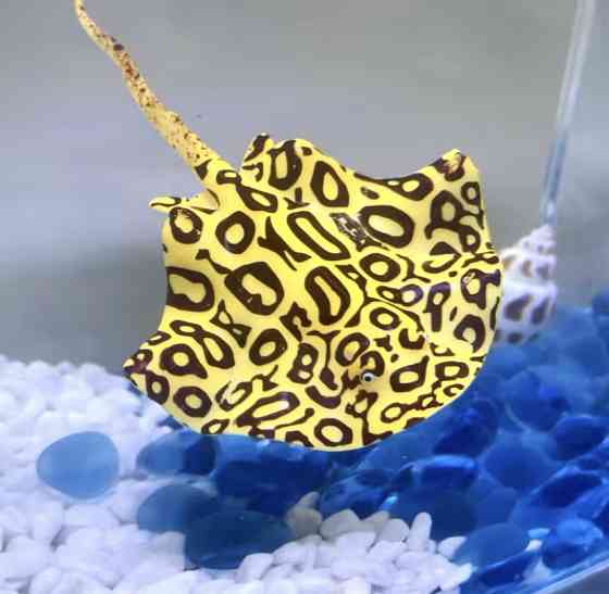 Скат искусственный для аквариума силиконовый люминесцентный светящийся декор в аквариум 16 на 9 см желтый Киев