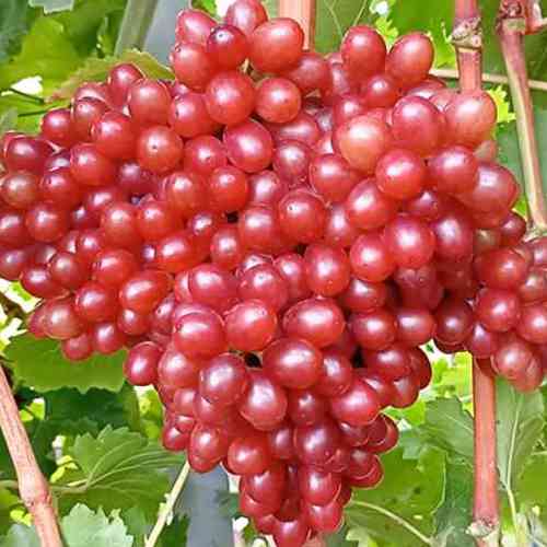 Саженцы винограда Алиса (черенкованный) - 1-летний Черновцы