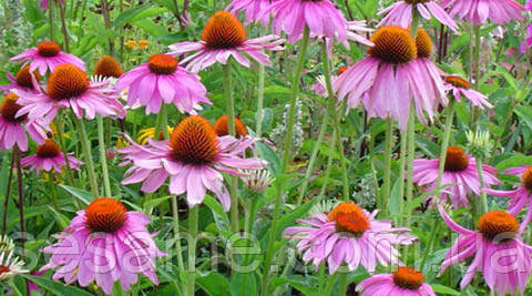 Эхинацея пурпурная цветки (пак/50грамм) Харьков - изображение 2