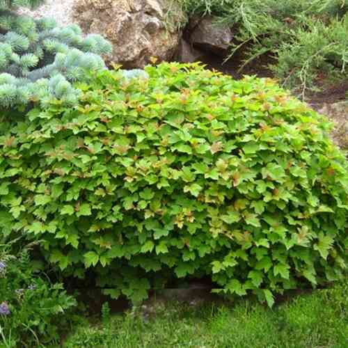 Саджанці калини Нанум (черенкований) - 2-річний Чернівці