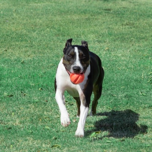 Іграшка для собак м'яч з карабіном і з схованкою для ласощів Dexas Off-Leash (Дексас Оф Ліш) Запоріжжя - фото 6