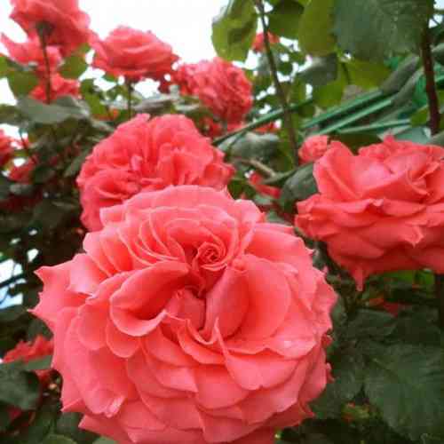 Саджанці троянд Ді Ді Бріджуотер (привитий) - 2-річний Чернівці