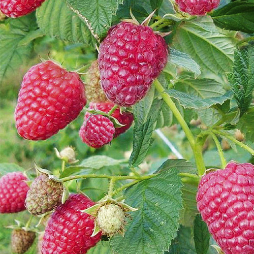 Саженцы малины Брусвяна (черенкованный) - 1-летний Черновцы - изображение 1