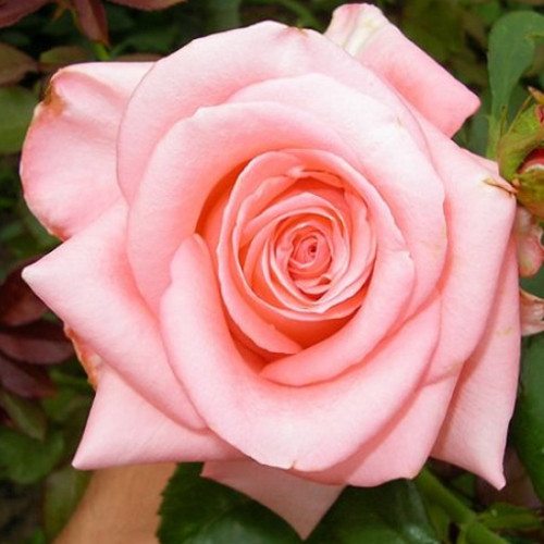 Саженцы роз Титаник (привитый) - 2-летний Черновцы - изображение 1