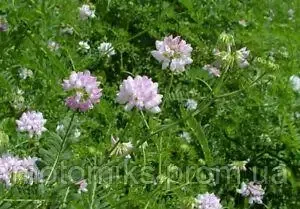 Астрагал перепончатый,  100г master sem Киев - изображение 1