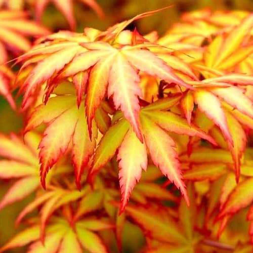 Саджанці клена на штамбі Помаранчева Мрія (привитий) - 2-річний Чернівці - фото 1