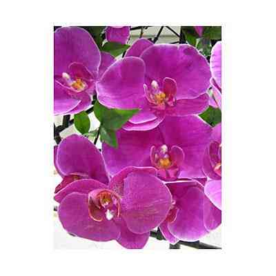 3D листівка Орхідея Ровно