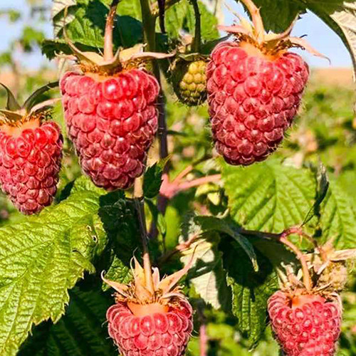 Саджанці малини Гігант Рубіновий (черенкований) - 1-річний Чернівці - фото 1