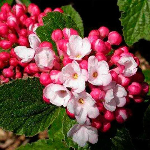 Саженцы калины Аврора (черенкованный) - 2-летний Черновцы - изображение 1