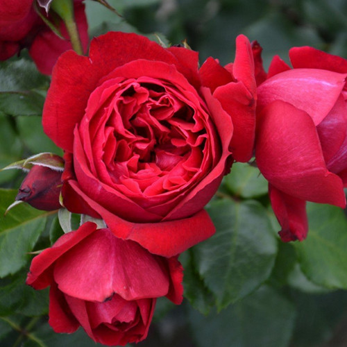 Саджанці троянд Рубан Руж (привитий) - 2-річний Чернівці - фото 1