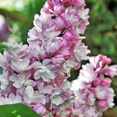 Саджанці бузку Мадам Антуан Бюхнер (привитий) - 1-річний Чернівці