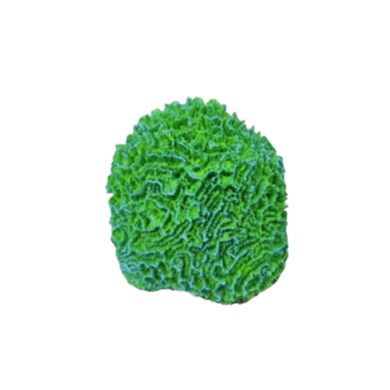 Штучний корал Blue Treasure HZY 209, 10×3×10 см Київ