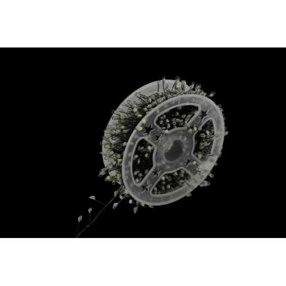 XMAS Гирлянда 50 м тёплый белый свет, зелёный провод, 8 режимов, таймер, пульт ДУ, 6Вт, 220В Одесса