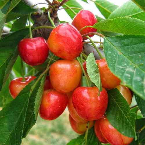 Саджанці черешні Красуня Києва (привитий) - 1-річний Чернівці