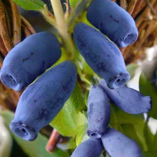 Саджанці жимолості Синій Утьос (черенкований) - 2-річний Чернівці - фото 1