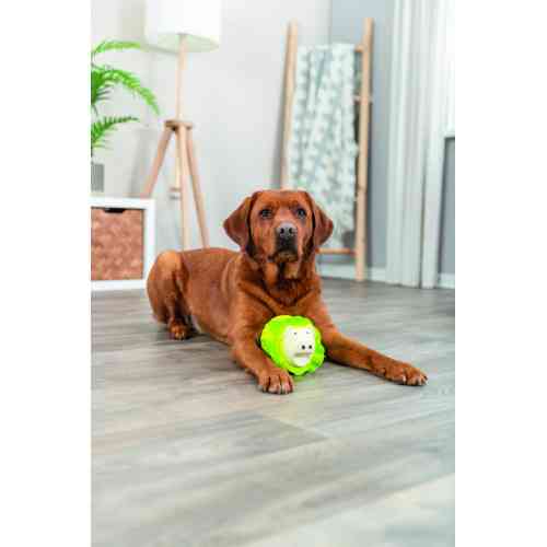 Іграшка Trixie для собак Капустяна свинка латекс 23 см світло-зелена Київ