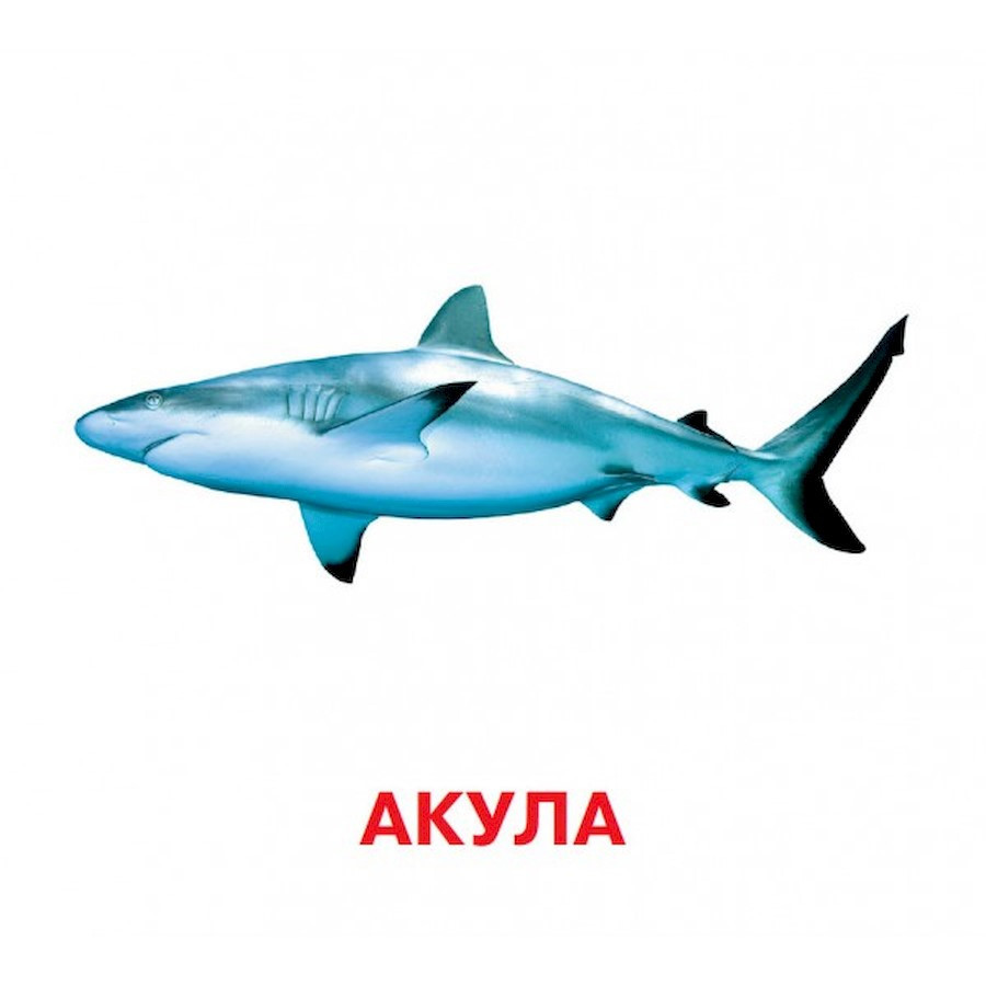 Развивающие карточки для детей Кто в воде живет J802у, 18 картинок Винница - изображение 4