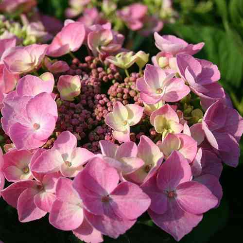 Саджанці гортензії Мессаліна (черенкований) - 1-річний Чернівці