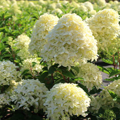 Саджанці гортензії Вайт Лай (черенкований) - 1-річний Чернівці - фото 1