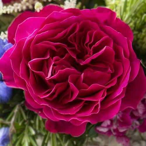 Саджанці троянд Кейт (привитий) - 2-річний Чернівці - фото 1