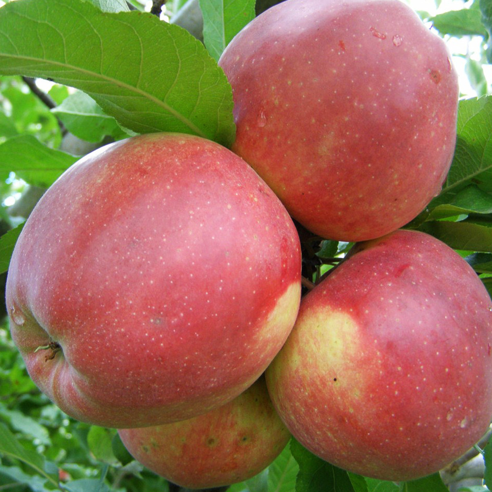 Саджанці яблуні Лігол (привитий) - 2-річний Чернівці - фото 3