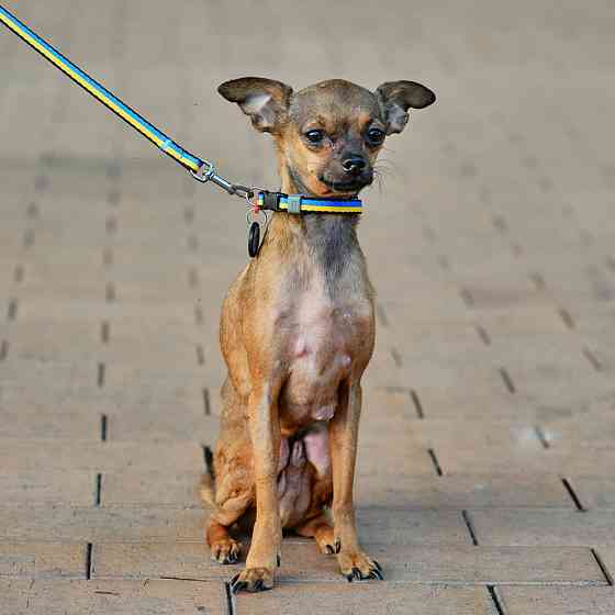 Повідець для собак нейлоновий WAUDOG Nylon, малюнок "Colors of freedom", XS, Ш 10 мм, Дов 122 с Коломыя