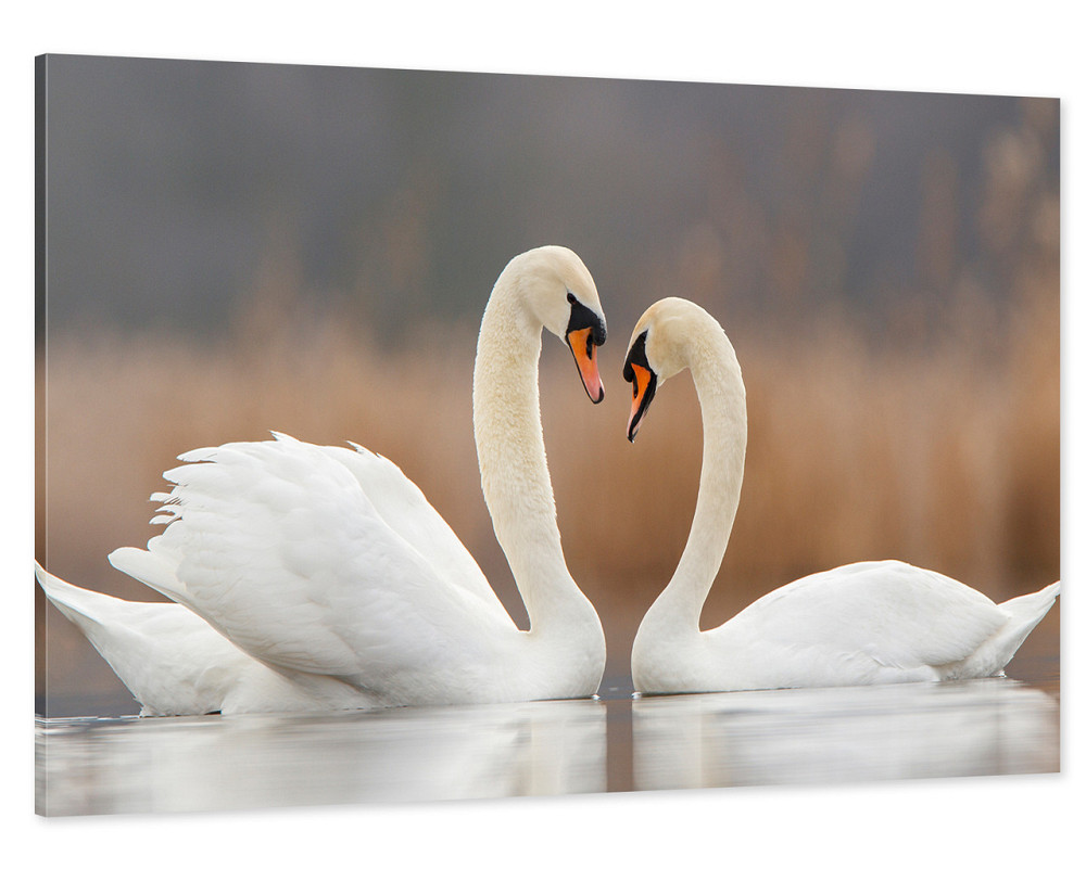 Картина холст в гостиную / спальню  Пара Лебедів       MLP_8 70x140 см Киев - изображение 1