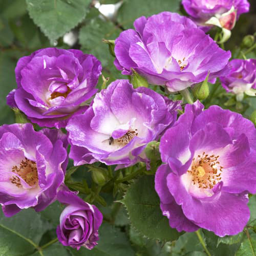 Саджанці троянд Блю Фо Ю (привитий) - 2-річний Чернівці - фото 1