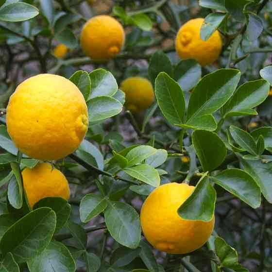 Саженцы лимона Павловский (черенкованный) - 1-летний Черновцы