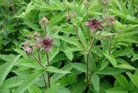 Корінь сабельніка (Корень сабельника) 100г master sem Киев - изображение 4